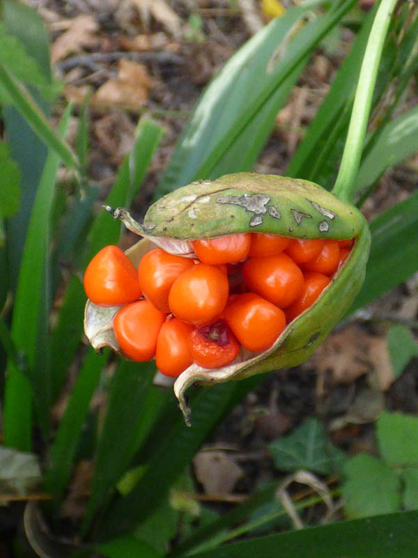 Iris foetidissima